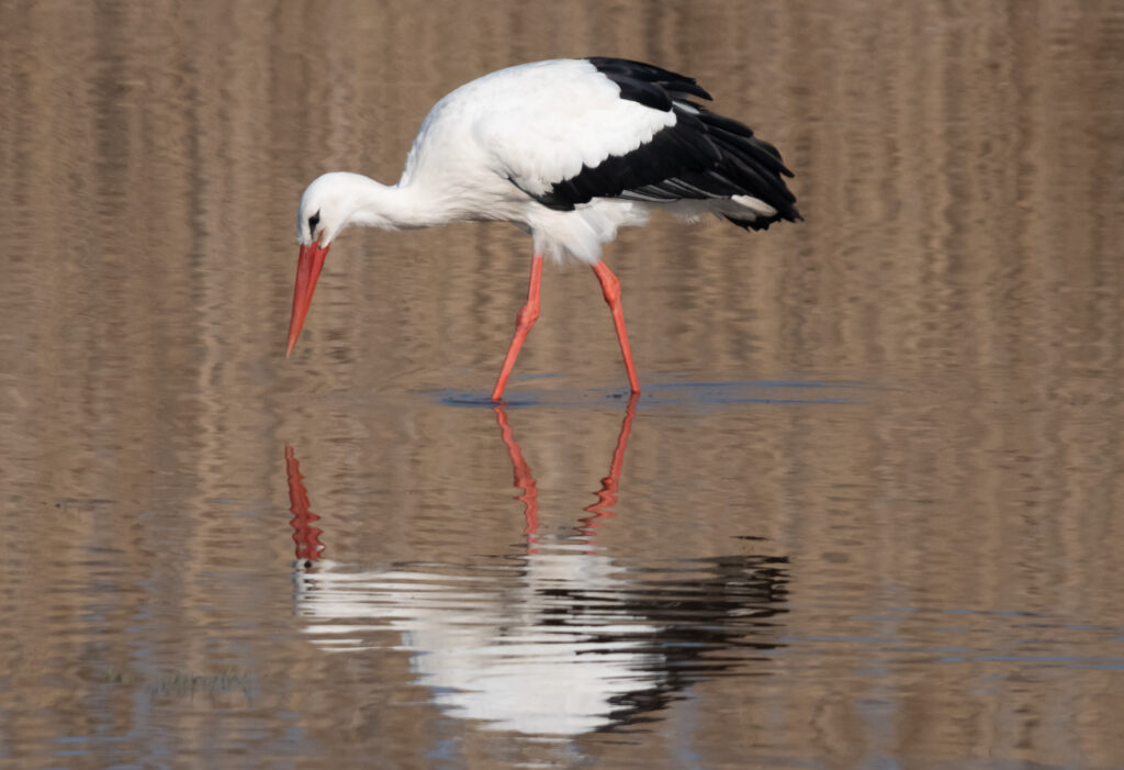 Storch am Neusiedler See – Freistadt Rust